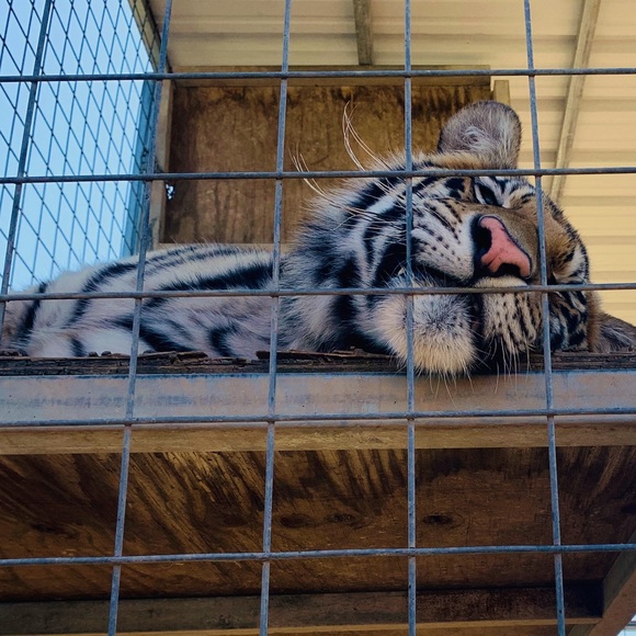 Meet your Posher, Kira - Picture 1 of 1